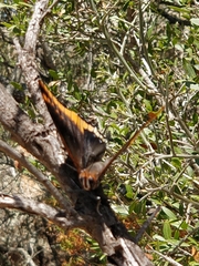Charaxes jasius