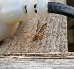 Ophion minutus-group