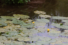 Nuphar lutea