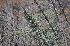 Asparagus capensis capensis