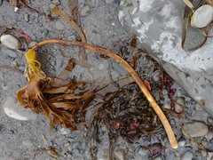 Laminaria hyperborea