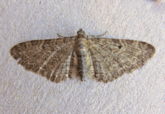 Eupithecia tenuiata