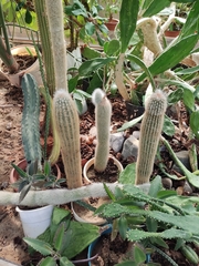 Espostoa