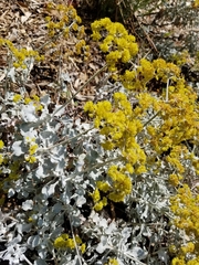 Eriogonum crocatum
