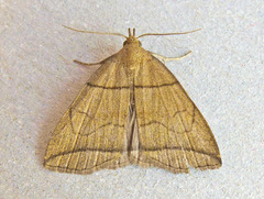 Herminia grisealis