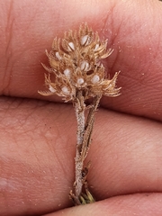 Thymus algeriensis