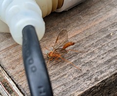 Ophion minutus-group