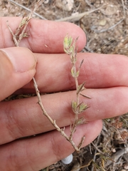 Thymus algeriensis