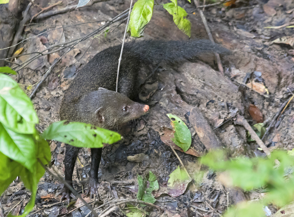 Short-tailed Mongoose
