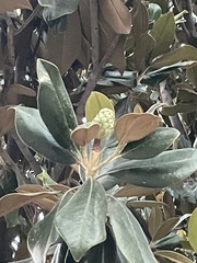 Magnolia