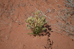 Schismus schismoides