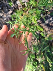 Xerothamnella herbacea
