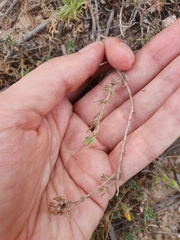 Thymus algeriensis