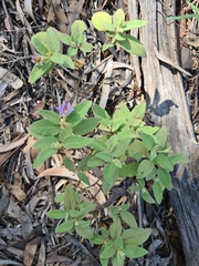 Solanum johnsonianum