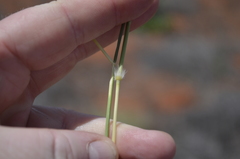 Stipagrostis ciliata