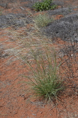 Stipagrostis ciliata