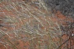 Stipagrostis ciliata