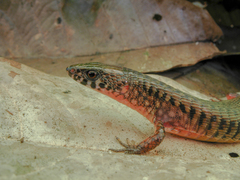 Arthrosaura reticulata