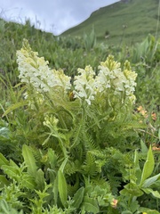 Pedicularis comosa