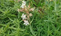 Silene repens