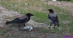 Corvus cornix