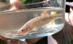 Lythrurus fasciolaris