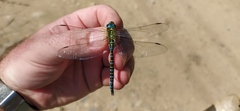 Aeshna affinis