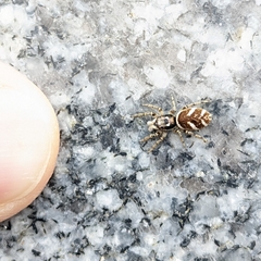 Salticus scenicus