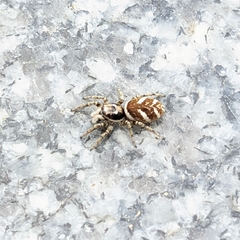 Salticus scenicus
