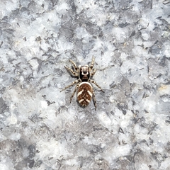 Salticus scenicus
