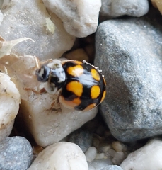 Adalia decempunctata