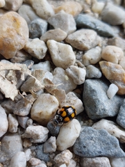 Adalia decempunctata