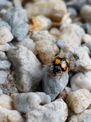 Adalia decempunctata