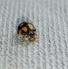 Adalia decempunctata