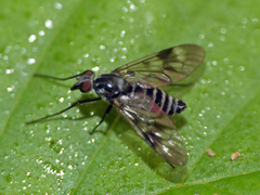 Ibisia marginata