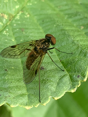Chrysopilus cristatus
