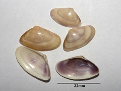Donax vittatus