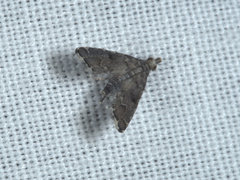 Lathrotelinae