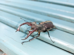 Lucanus cervus