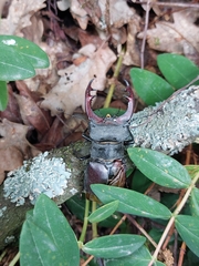 Lucanus cervus