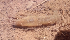Austropotamobius pallipes