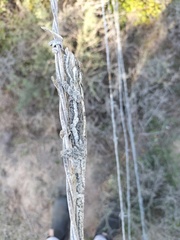 Bradypodion occidentale