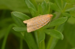 Clepsis rogana