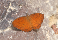 Ariadne specularia