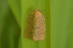 Clepsis rogana