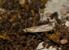 Ancylosis cinnamomella