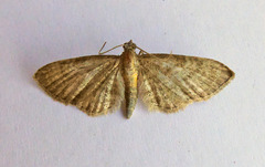 Eupithecia haworthiata