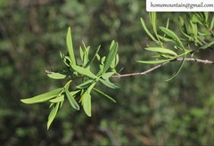 Wikstroemia chamaedaphne