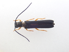 Oberea linearis