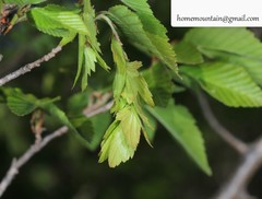 Carpinus turczaninovii